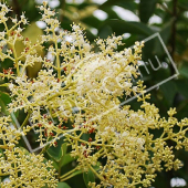 Ligustrum japonicum fleur