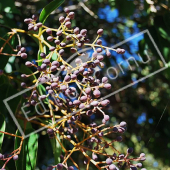 Ligustrum japonicum fruit