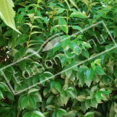 Ligustrum japonicum rameau