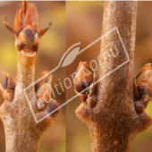 Ligustrum ovalifolium bourgeon