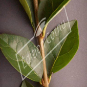 Ligustrum ovalifolium détail