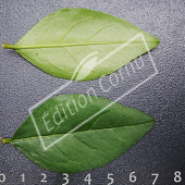 Ligustrum ovalifolium feuille CM