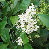 Ligustrum ovalifolium fleur