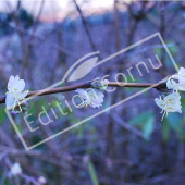 Lonicera fragrantissima rameau fleur