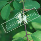 Lonicera fragrantissima rameau