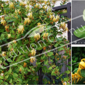 Lonicera japonica 3 photos fleur