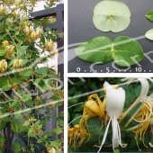 Lonicera japonica 5 photos