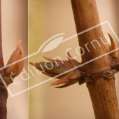 Lonicera japonica bourgeon