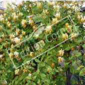 Lonicera japonica entier fleur
