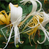 Lonicera japonica fleur