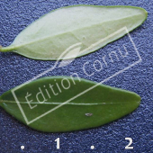 Lonicera nitida ‘Maigrün’ feuille CM
