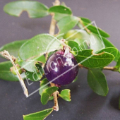 Lonicera nitida ‘Maigrün’ fruit