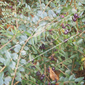 Lonicera nitida ‘Maigrün’ rameau fruit