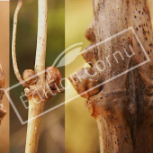 Lonicera tatarica bourgeon