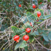 Lonicera tatarica fruit