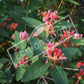 Lonicera tatarica rameau fleur