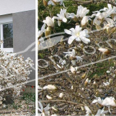 Magnolia stellata 2 photos entier fleur rameau fleur