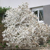 Magnolia stellata entier fleuri