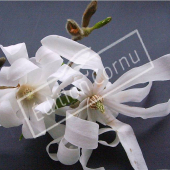 Magnolia stellata fleur