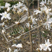Magnolia stellata rameau fleur