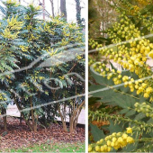 Mahonia X media ‘Charity’ 2 photos entier fleur rameau fleur