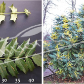 Mahonia X media ‘Charity’ 2 photos entier fleuri