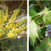 Mahonia X media ‘Charity’ 2 photos fleur fruit