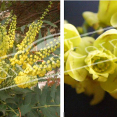 Mahonia X media ‘Charity’ 2 photos rameau et fleur