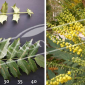 Mahonia X media ‘Charity’ 2 photos rameau fleur