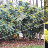 Mahonia X media ‘Charity’ 3 photos fleur