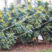 Mahonia X media ‘Charity’ entier fleuri