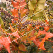 Mahonia X media ‘Charity’ feuille hiver