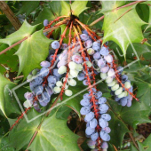 Mahonia X media ‘Charity’ fruit