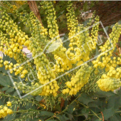 Mahonia X media ‘Charity’ rameau fleur