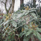 Mahonia X media ‘Charity’ rameau