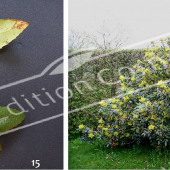 Mahonia aquifolium 2 photos entier fleur