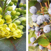 Mahonia aquifolium 2 photos fleur fruit