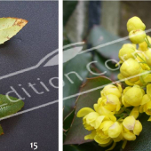 Mahonia aquifolium 2 photos fleur