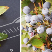 Mahonia aquifolium 2 photos fruit