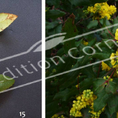 Mahonia aquifolium 2 photos rameau fleur