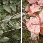 Mahonia aquifolium 2 photos rameau hiver