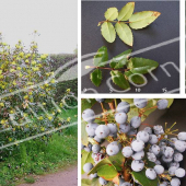 Mahonia aquifolium 5 photos