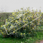 Mahonia aquifolium entier fleur