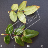 Mahonia aquifolium feuille CM