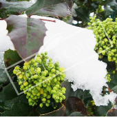 Mahonia aquifolium fleur neige