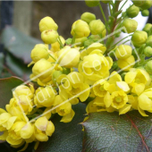 Mahonia aquifolium fleur