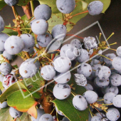 Mahonia aquifolium fruit