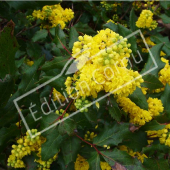 Mahonia aquifolium rameau fleur