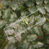 Mahonia aquifolium rameau