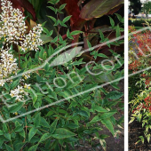 Nandina domestica 2 photos entier fleur fruit